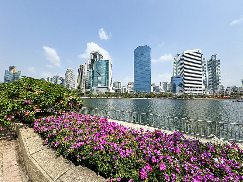 泰国曼谷Khlong Toei区Benjakitti公园湖滨步道上的城市景观摩天大楼天际线特写，热带粉红色的三角梅花苞片和郁郁葱葱的绿叶升起的花圃，多云晴朗的蓝天